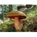 Мицелий Дубовика крапчатого (Boletus erythropus)